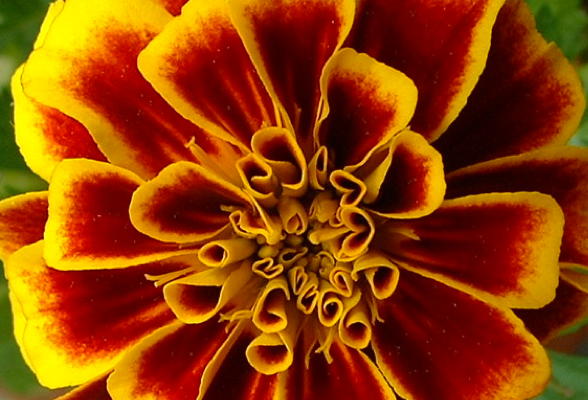 Annual Category