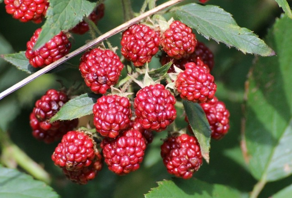 Edible Category