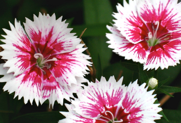 Perennial Category
