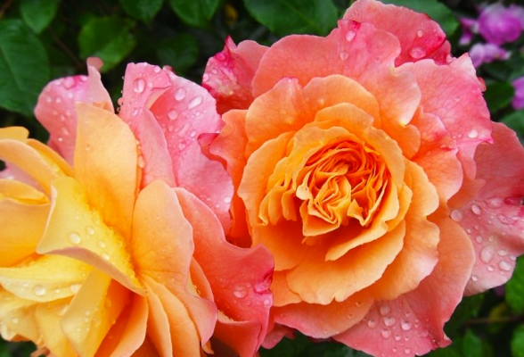 Rose Category