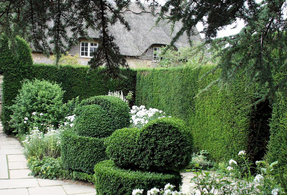 Shrub Category