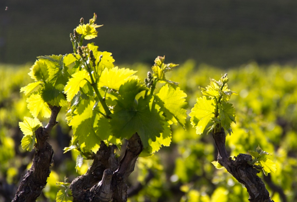 Vine Category